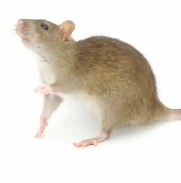 Norway Rat Glen Ellyn il