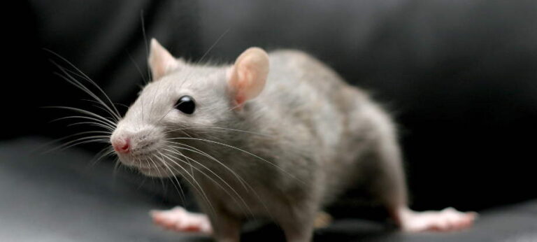 Rodent Control Glen Ellyn