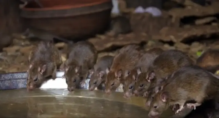 rodent control glen ellyn