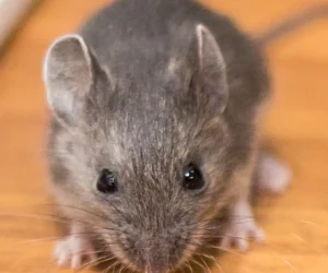 Deer mice glen ellyn