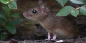 house mice removal glen ellyn