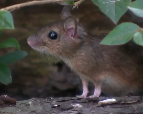 house mice removal glen ellyn