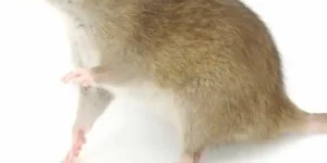 Norway Rat Glen Ellyn il