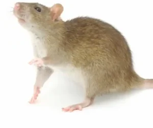 Norway Rat Glen Ellyn il
