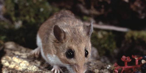 Rodent Control Glen Ellyn
