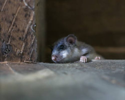 Rodent Solutions Glen Ellyn